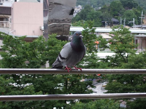 駅の鳩です
