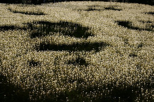 Water blooms