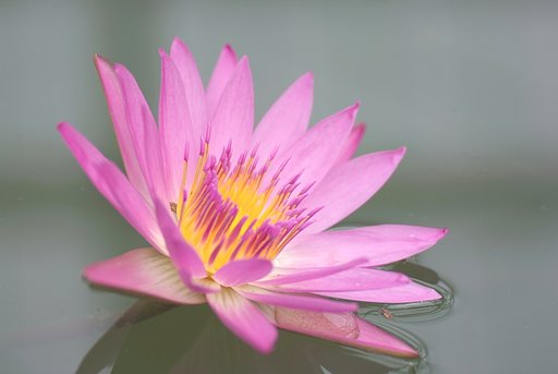 水上の一輪