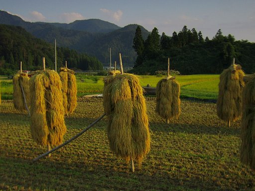 夕日に照らされた稲杭