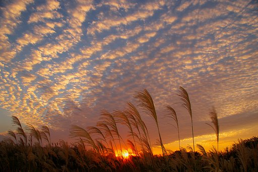 ひつじ雲の夕暮れ
