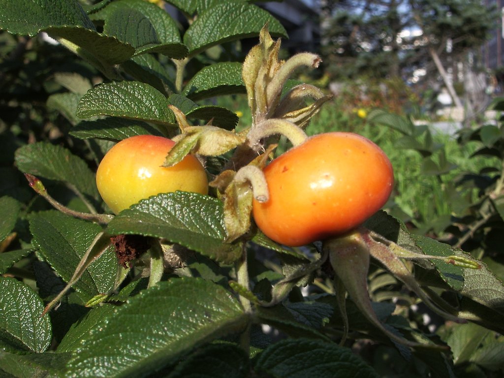 食べられるのかなぁ？