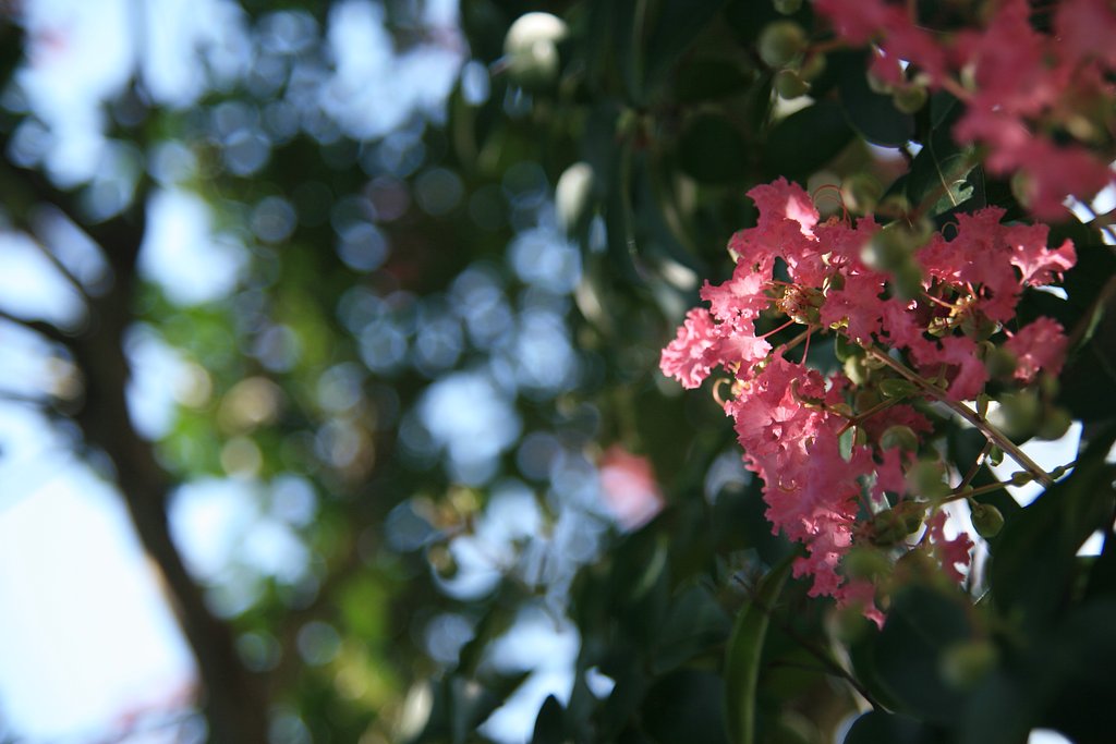 緑陰の花