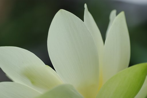 はす