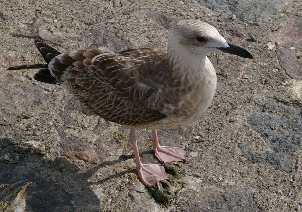 Common tern