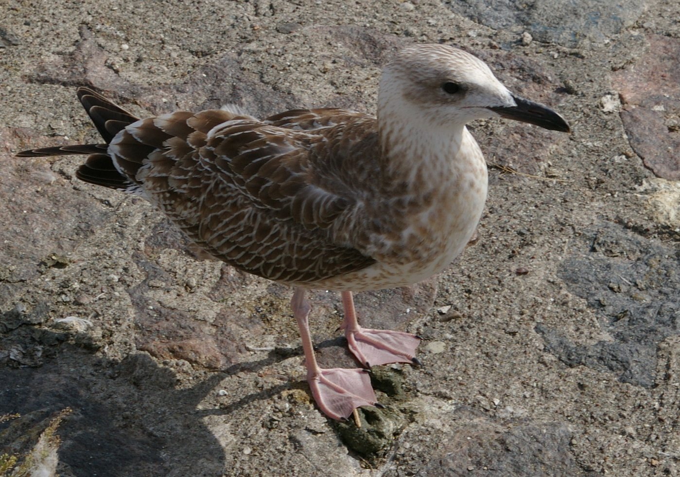 Common tern
