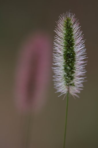 エノコログサ（狗尾草）