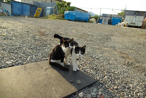 私たちの住処