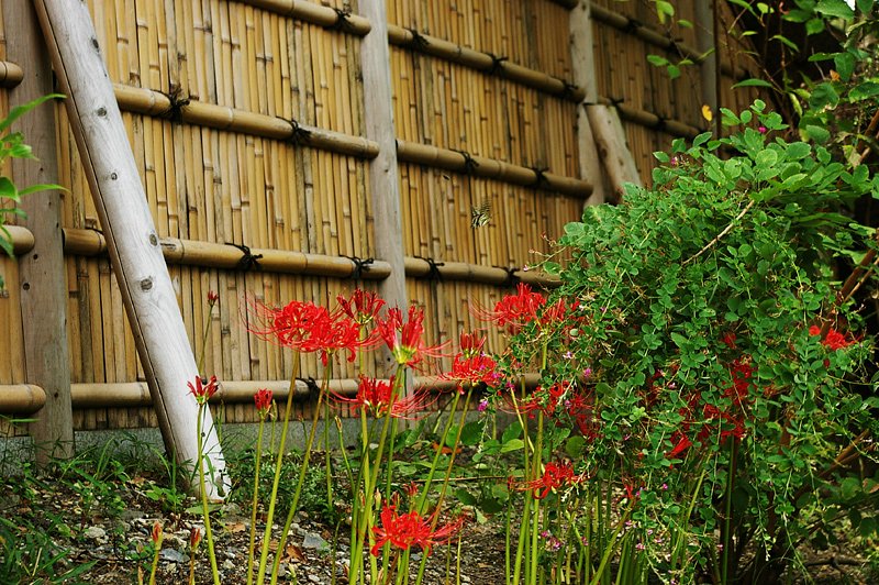 A butterfly up over the　ｌｙcoris.