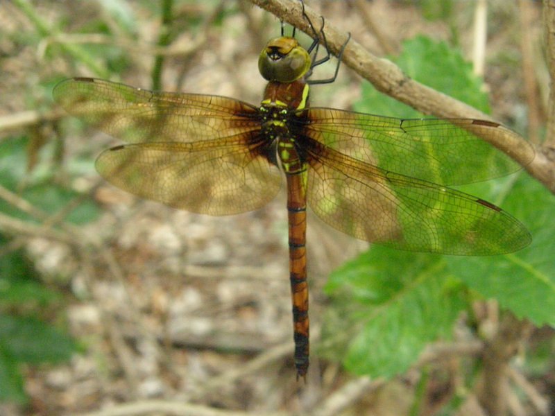 マルタンヤンマ♀