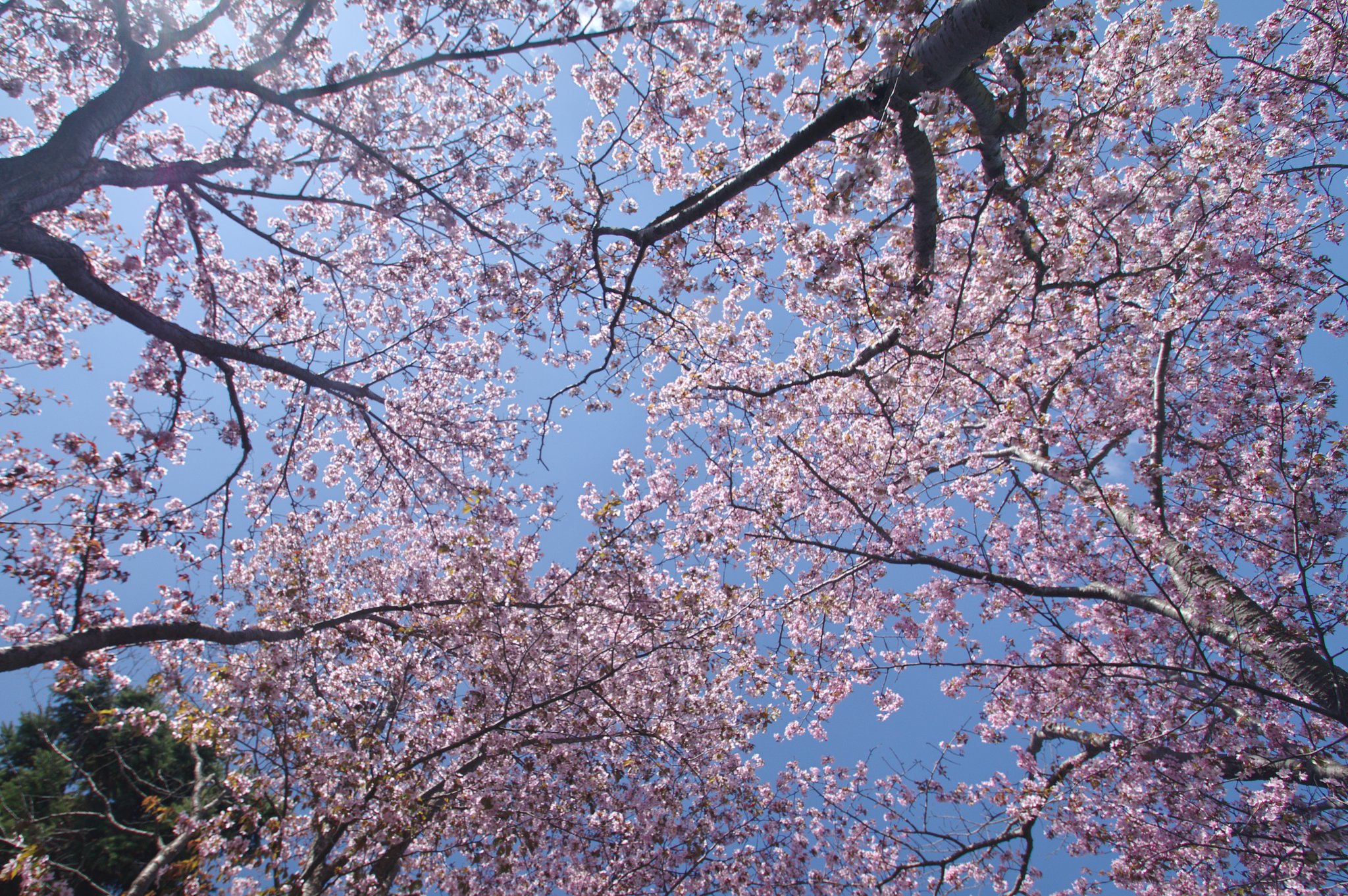 満開