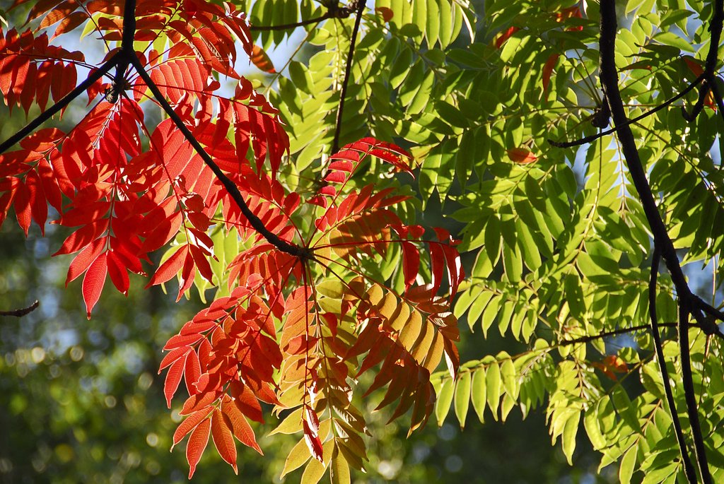 紅葉