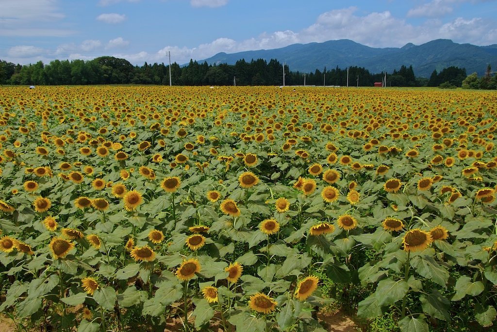 見渡す限り