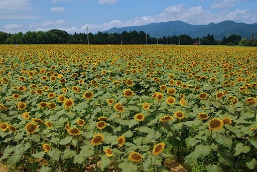 見渡す限り