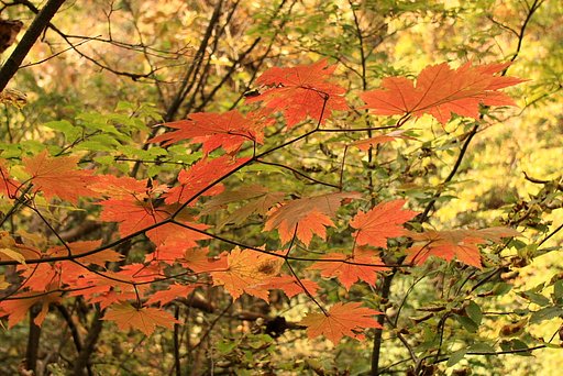 紅葉