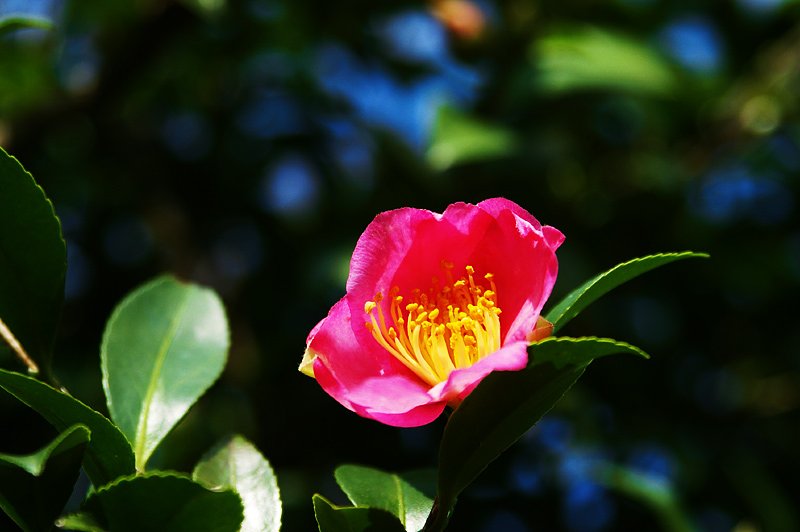 山茶花