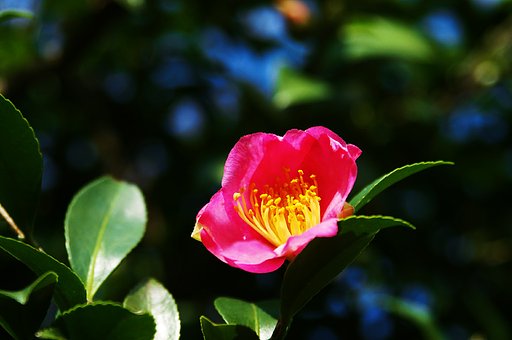 山茶花