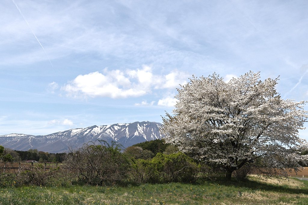 岩手の春だより（その１）ニ本目の桜