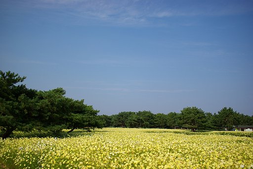 黄色一色・・・
