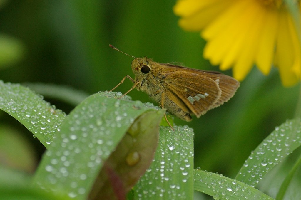 さて、次はどの花にしようかな？