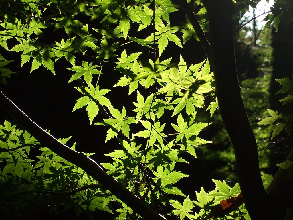 これから紅く染まります・・・