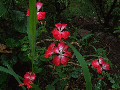 花の名前はわかりません
