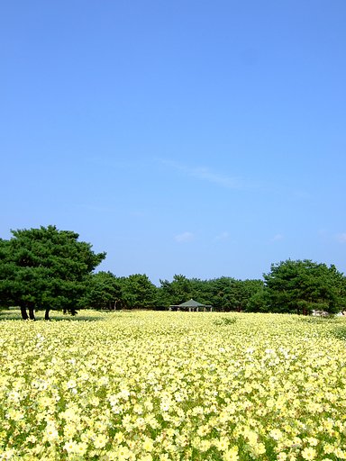 黄秋桜・・・