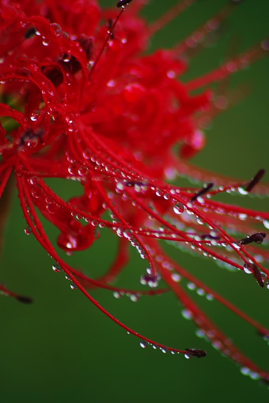 彼岸花の滴