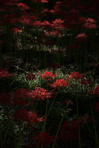 早川淵の彼岸花
