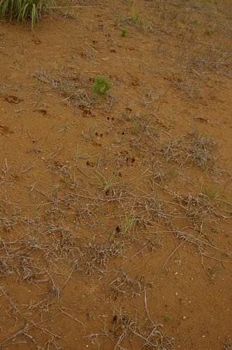エゾシカの通った跡