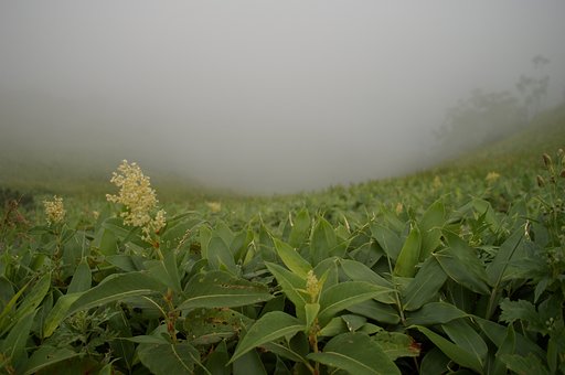 霧の摩周湖