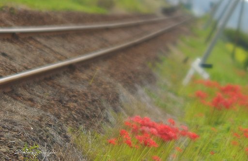 秋の線路・・