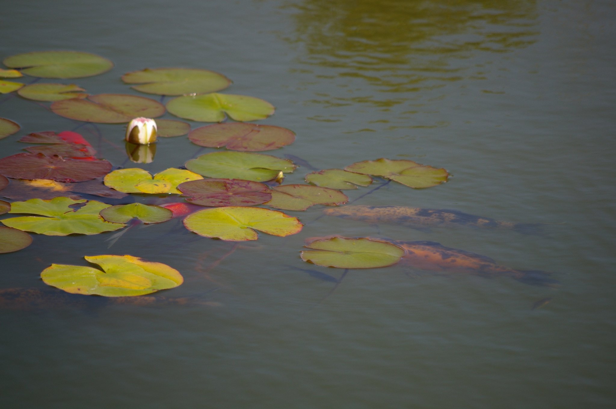 Act as go-between for fish