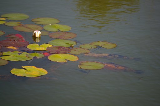 Act as go-between for fish