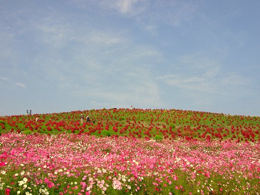 通称”ほうき草”・・・
