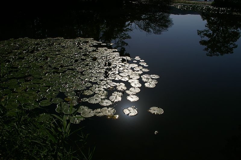 静寂の小沼