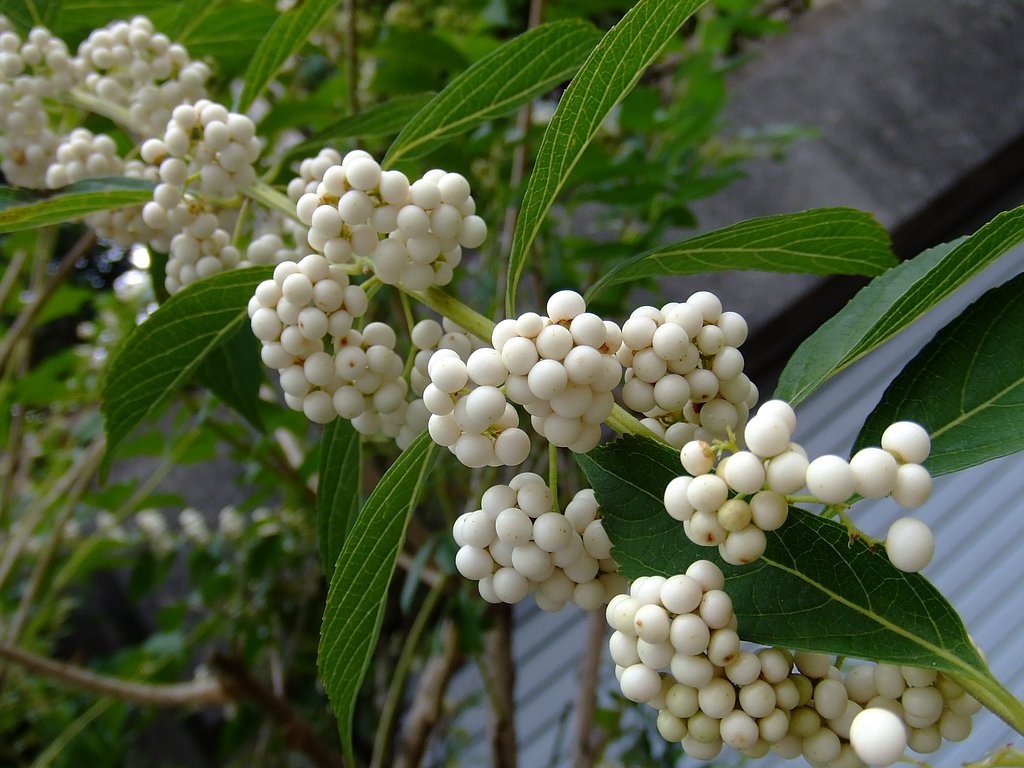 白い曼珠沙華に張り合ってｗ