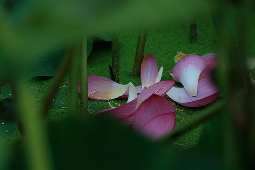 うつろい