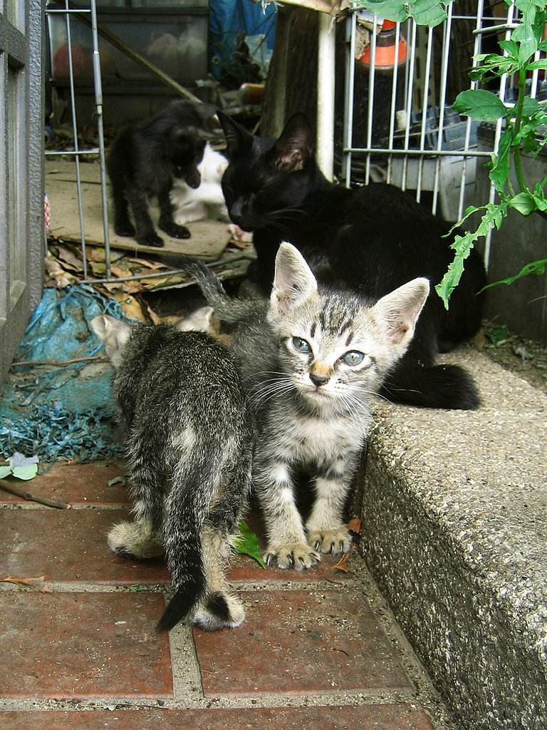 野良猫ファミリー２