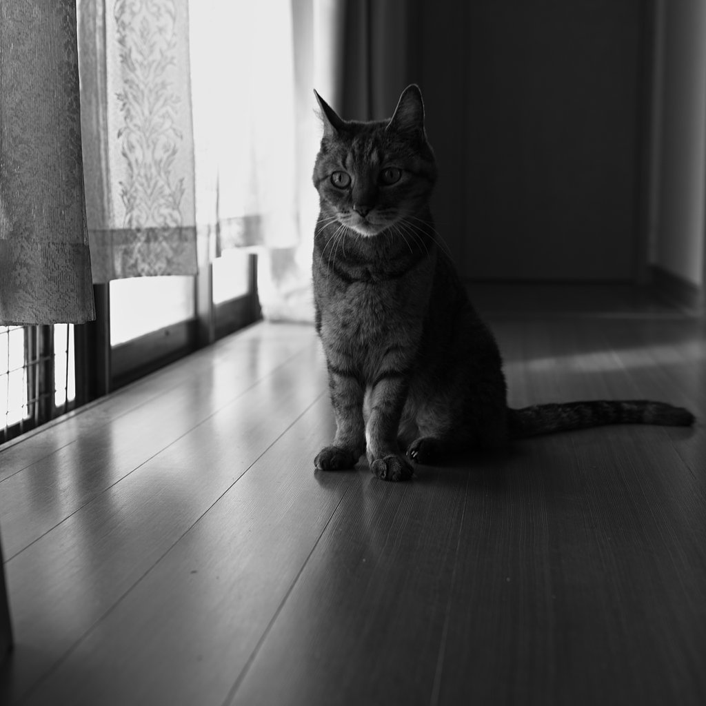 猫