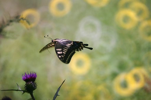 8月20日の写真