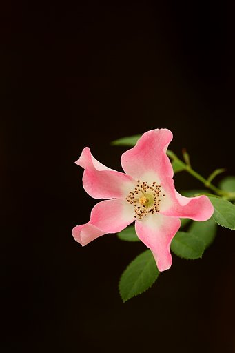 花一輪