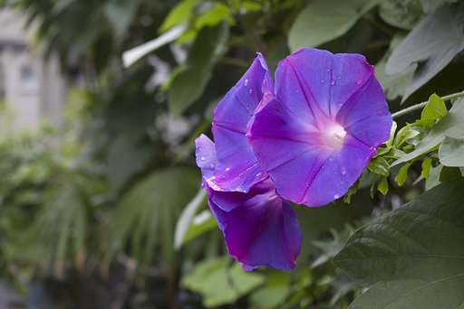 夏の風物詩