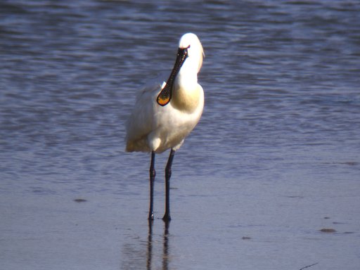 ＳＰ３５０でデジスコ