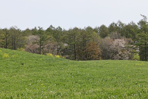 岩手の春だより（その４）牧草地の向こう