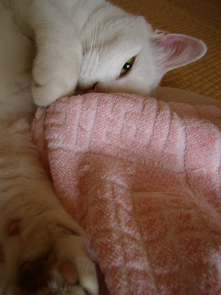 タオルケットにからみつく