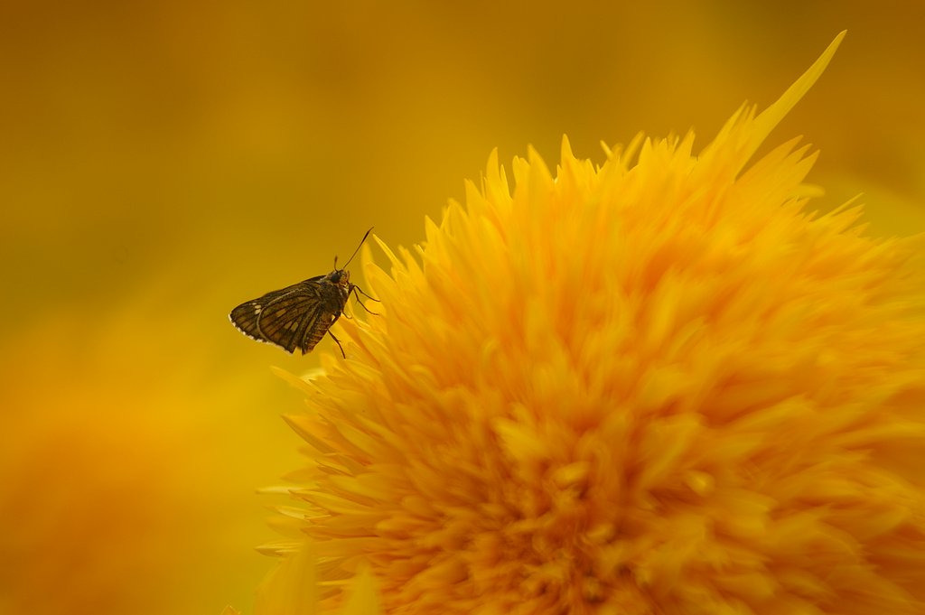 セセリチョウ