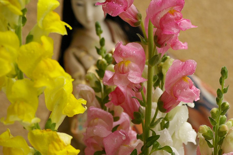 部屋の花瓶より