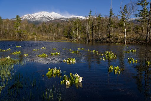 どじょう池の水芭蕉