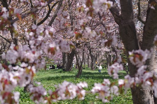 お花見
